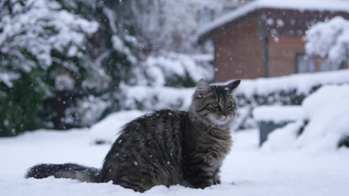 肖像: 毛茸茸的棕色虎斑猫在玩耍后环顾白雪皑皑的院子。