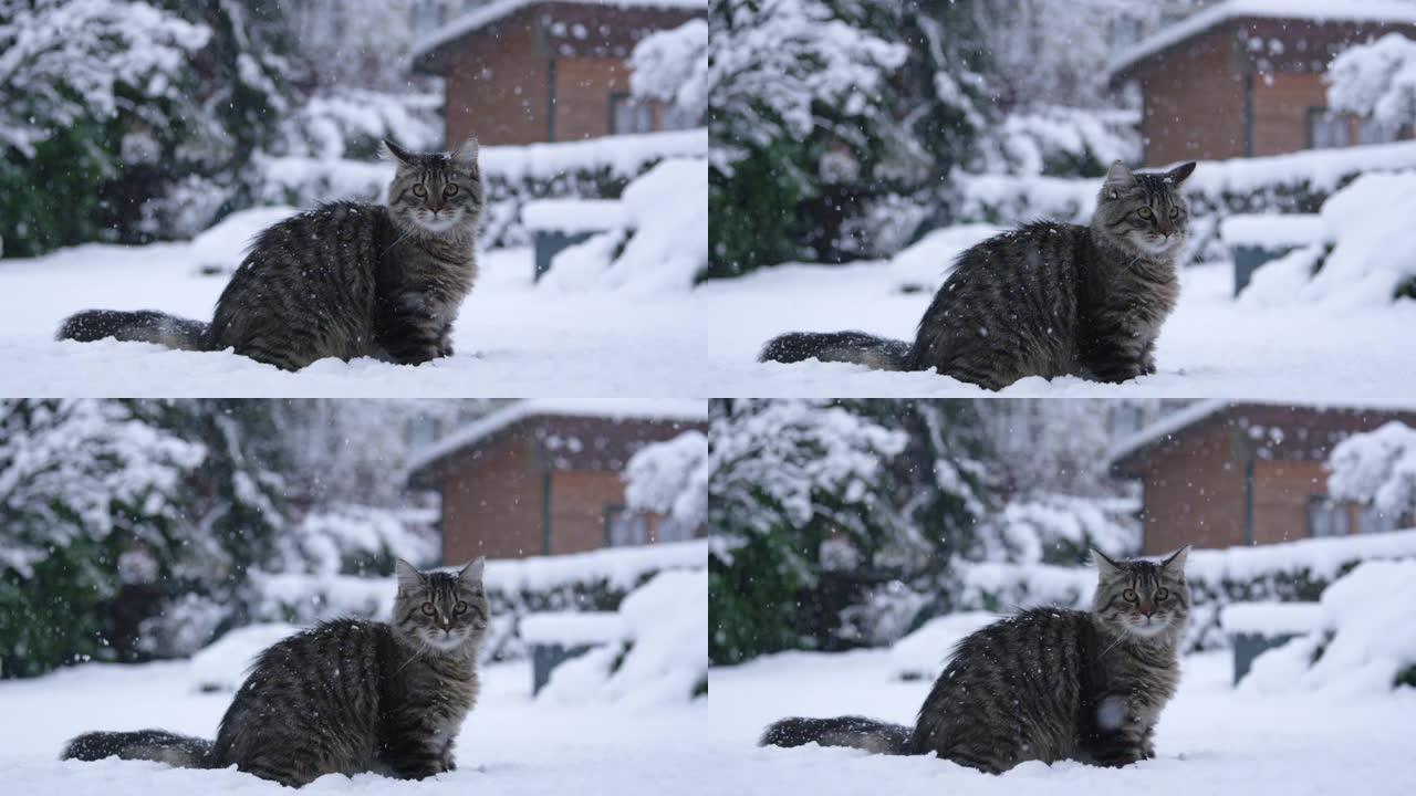 肖像: 毛茸茸的棕色虎斑猫在玩耍后环顾白雪皑皑的院子。