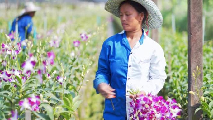 4k镜头亚洲农民收获和在兰花农场工作的场景