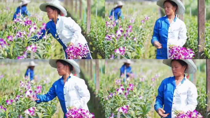 4k镜头亚洲农民收获和在兰花农场工作的场景
