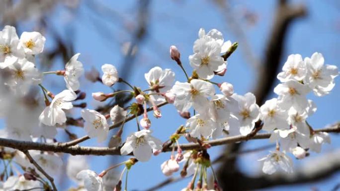 日本的春天樱花盛开