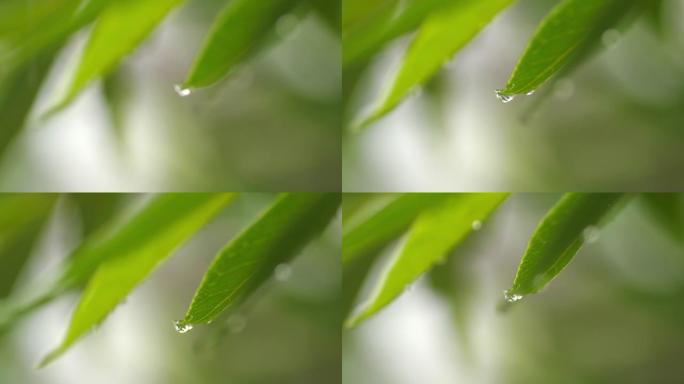 雨滴落在绿叶上，慢动作