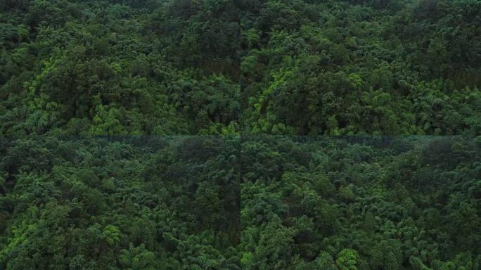 无人机在竹林山中飞行的鸟瞰图，4k