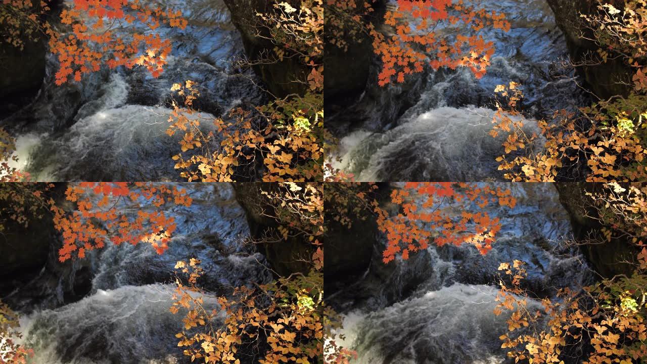 秋叶颜色深秋流水小溪