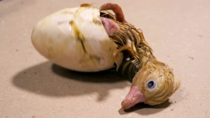 新生小鸭从蛋壳里出来，特写。