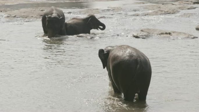 MS大象沐浴，溅水，斯里兰卡