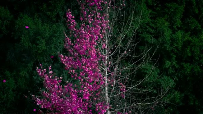 抽象粉红叶树在风中脱落
