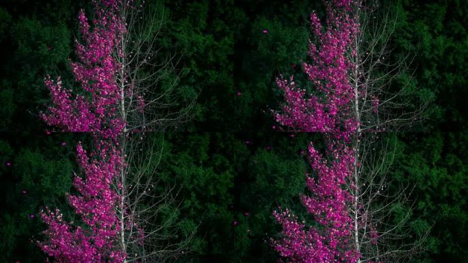 抽象粉红叶树在风中脱落