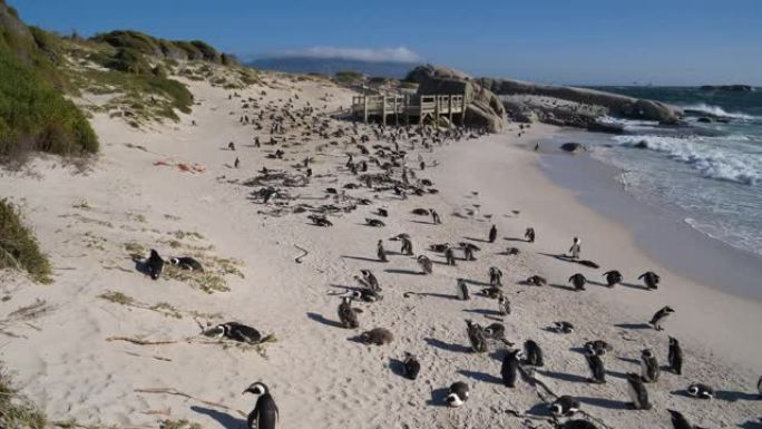 南非开普敦Boulders Beach的一个大型非洲penquins殖民地
