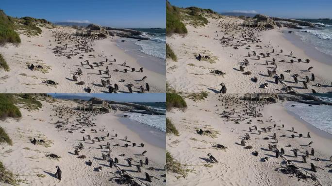 南非开普敦Boulders Beach的一个大型非洲penquins殖民地