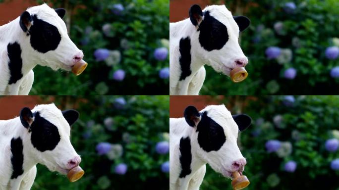 一位农民农场的花园里的一只小狗牛带来了健康，有机的食物，使其具有正确和天然的食物。