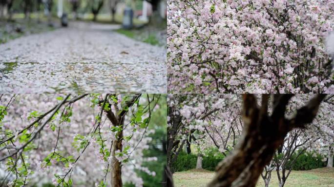 【原创】樱花升格慢镜头