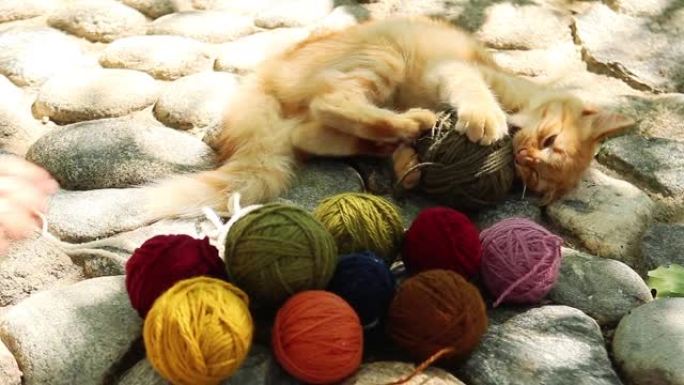 猫玩毛线球。猫玩线团毛线编织毛线