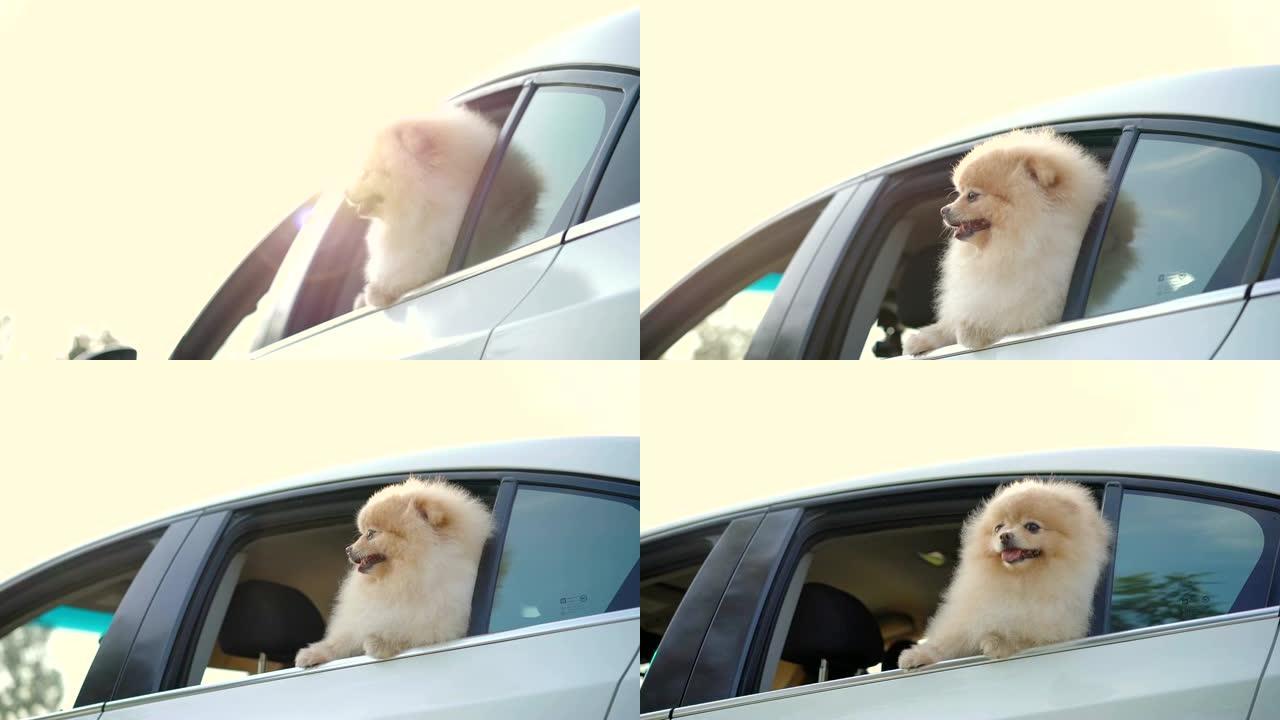 博美犬在一辆汽车中，头在窗外