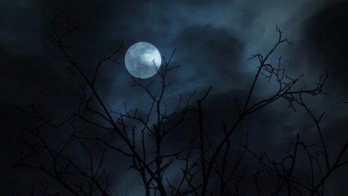 树枝后面的满月舞台背景夜黑风高明月枯枝