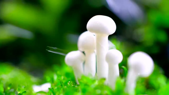 雨滴蘑菇湿度雨水密集林视频素材