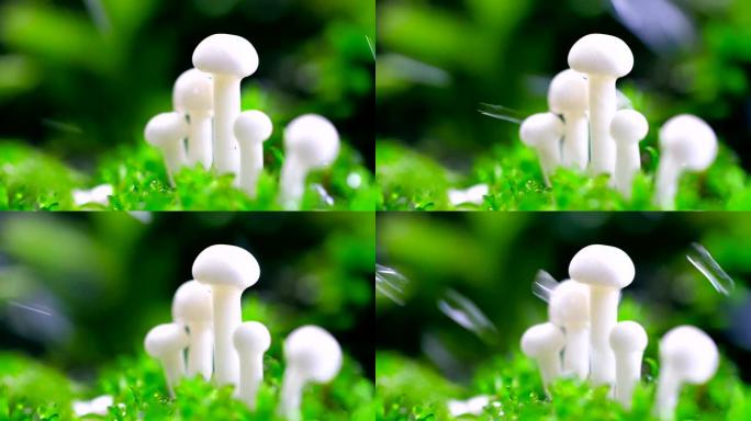 雨滴蘑菇湿度雨水密集林视频素材