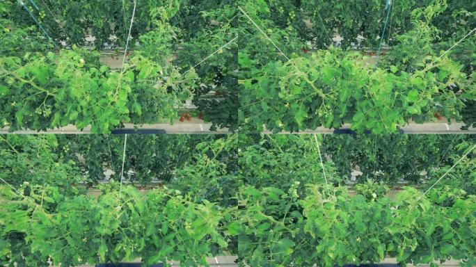 捆绑的绿色番茄植物的俯视图
