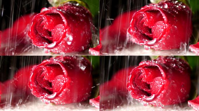 雨滴落在玫瑰上雨滴落在玫瑰上情人节520