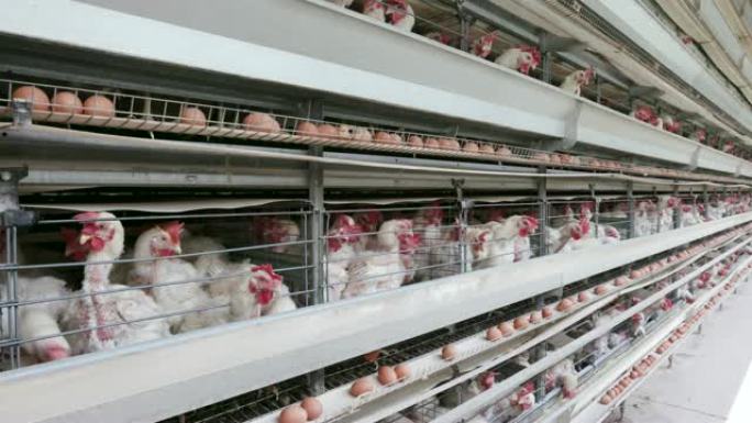 大型产卵生产农场中狭窄鸡的4k静态广角视图，鸡蛋沿传送带移动