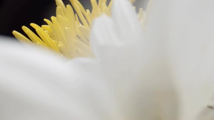 盛开的雏菊花。特写展示白花