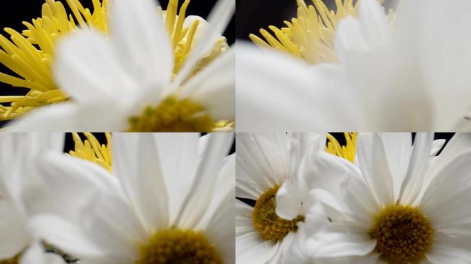 盛开的雏菊花。特写展示白花