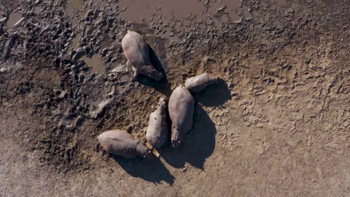 津巴布韦，五只河马躺在河岸上的鸟瞰图，红嘴啄木鸟清理伤口