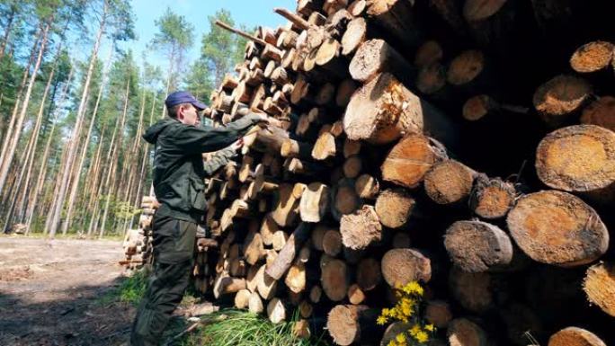 一名男性工人正在评估砍伐的木材