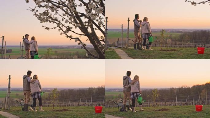 WS深情的夫妇在日落时田园诗般的乡村山坡上种植果树
