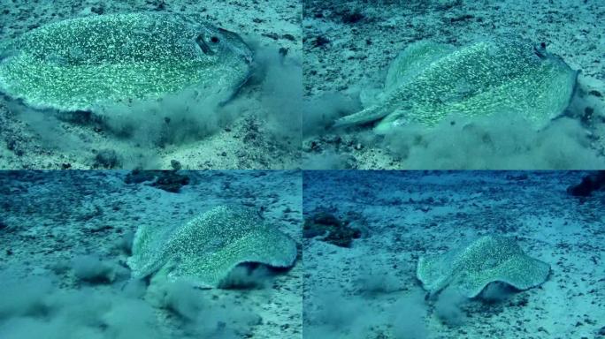 沙质海底的斑点鱼。水下风景