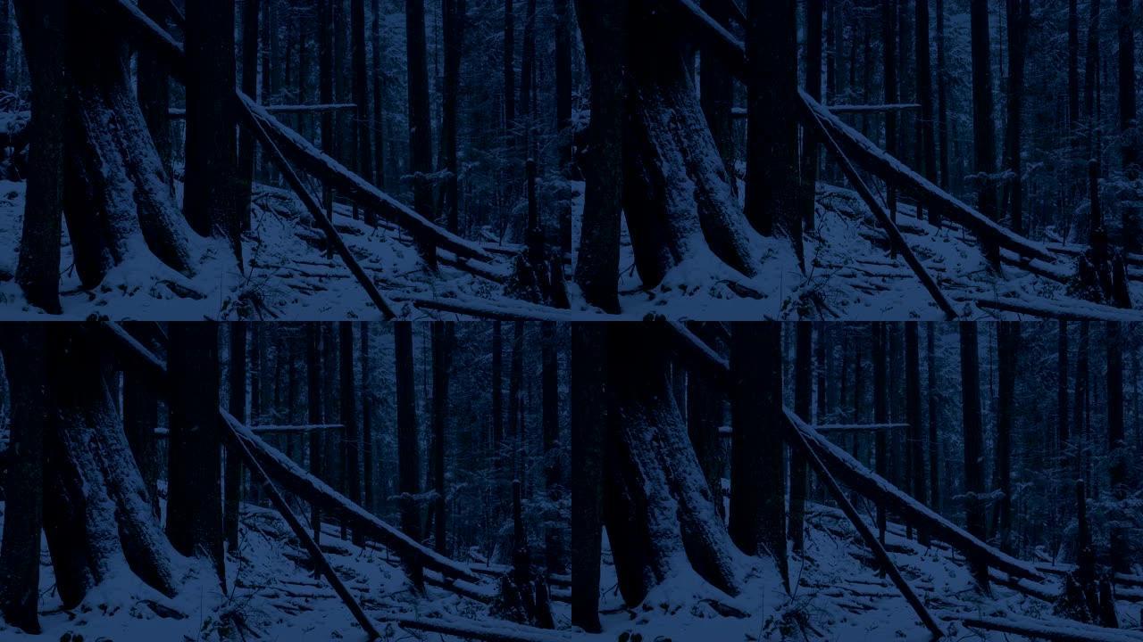 雪落在黑暗中倒下的原木上