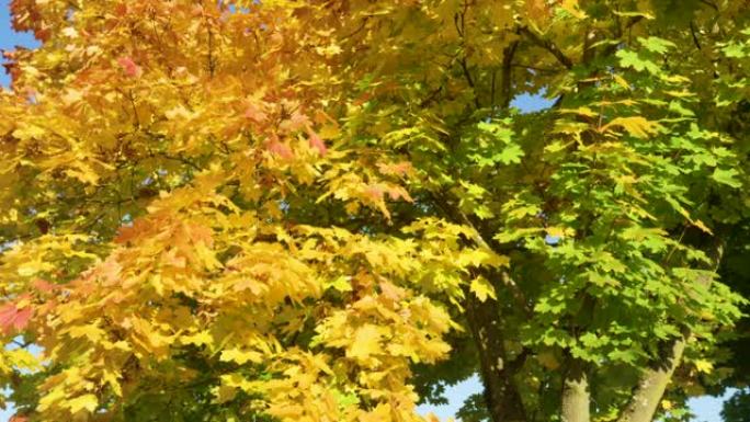 慢动作: 美丽的秋天彩色树枝在柔和的微风中摇曳。