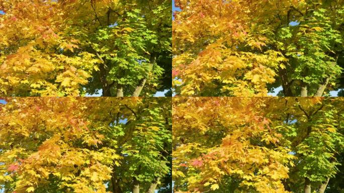 慢动作: 美丽的秋天彩色树枝在柔和的微风中摇曳。