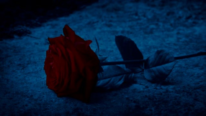 黑暗中放在石头上的红玫瑰