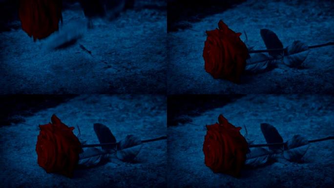 黑暗中放在石头上的红玫瑰