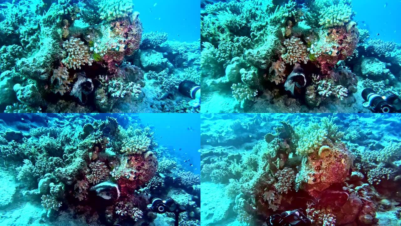 五颜六色的海底。藏章鱼。水下风景