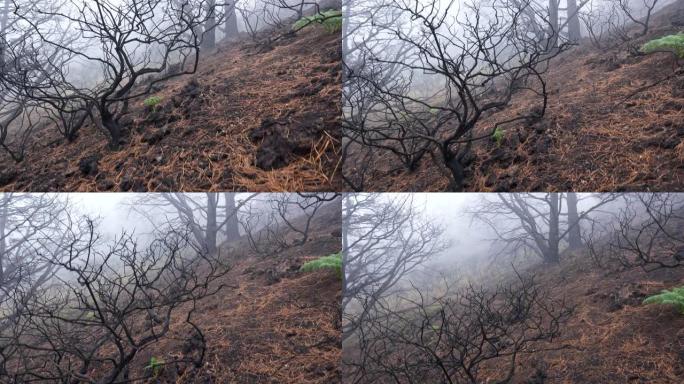 火灾的后果。在大雾的早晨天气中，棕色草丛中的树木被烧毁。Steadicam shot, UHD