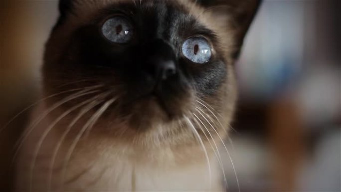 蓝眼睛的暹罗猫。特写。