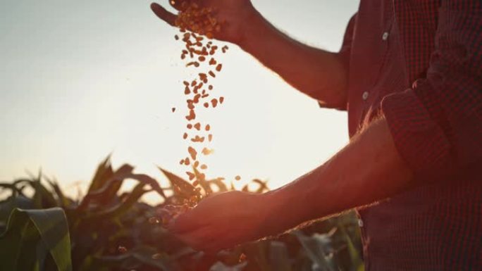 超级SLO MO农民在日落时在田间用手拔罐玉米粒