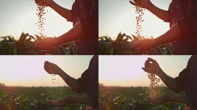 超级SLO MO农民在日落时在田间用手拔罐玉米粒