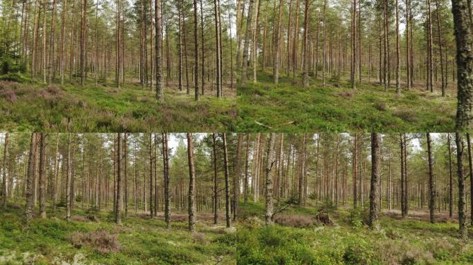 穿越瑞典美丽的森林
