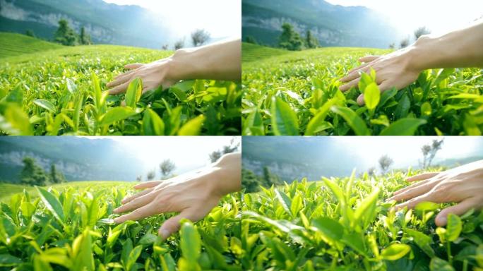 试论农业领域的茶树
