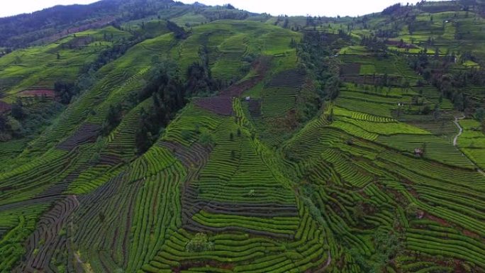 空中，美丽的茶园景观