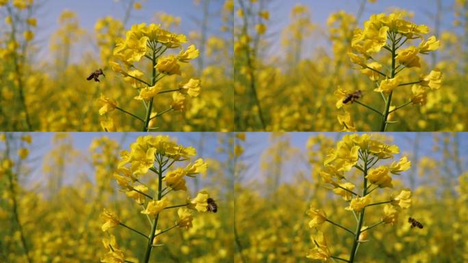 一只蜜蜂在一簇盛开的油菜花周围飞来飞去。