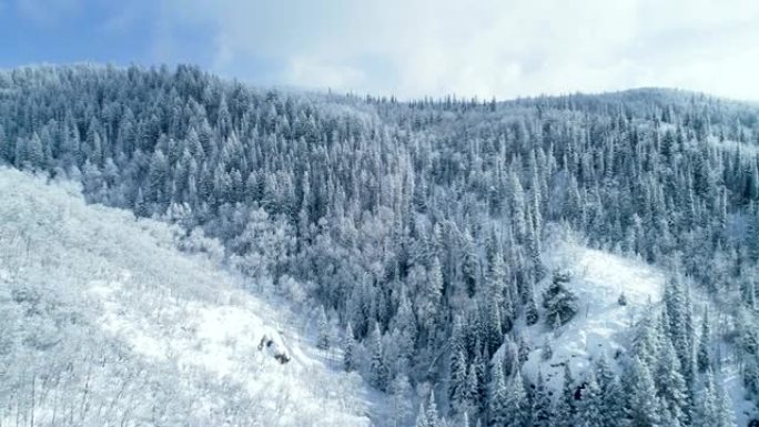 在下雪的冬日，白雪覆盖的树木森林上方的鸟瞰图