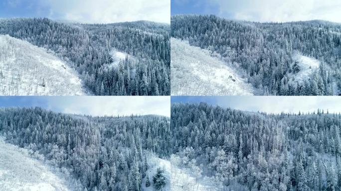 在下雪的冬日，白雪覆盖的树木森林上方的鸟瞰图
