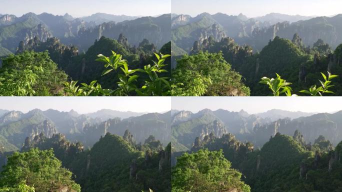 中国湖南张家界国家森林公园。在午后的阳光下，垂直的悬崖覆盖着森林。4K