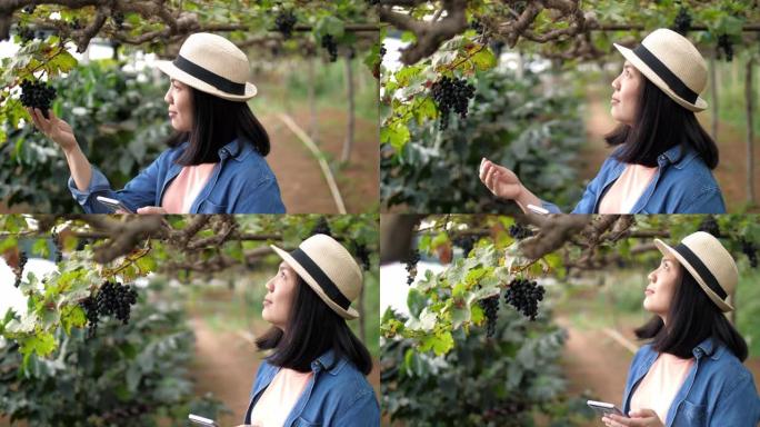 慢动作: 女农民在葡萄园检查葡萄