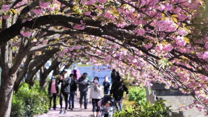 日本人沿着一排樱花树散步