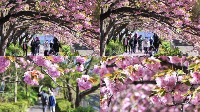 日本人沿着一排樱花树散步